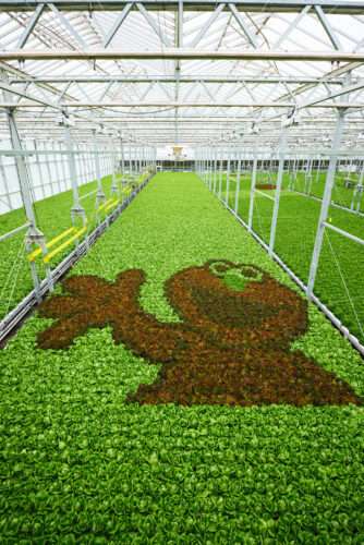 Gotham Greens + Sesame Street collaboration: a large image of Elmo appears in the greenhouse