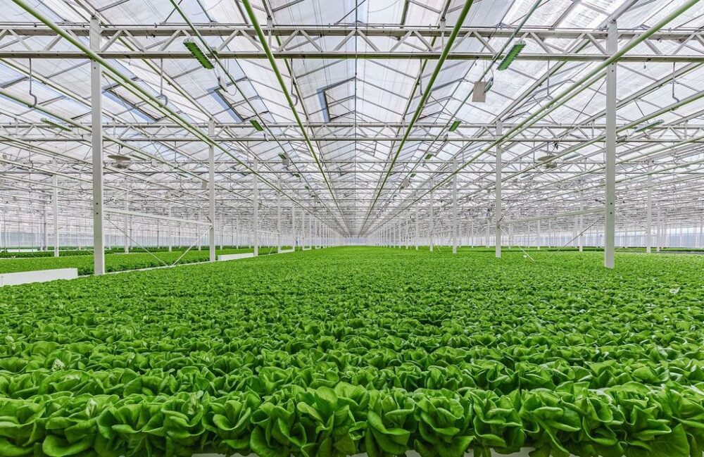 Gotham Greens Greenhouse Interior